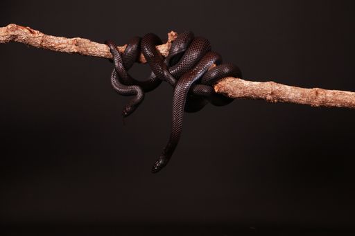 A closeup shot of two black snakes entwined on a dark background