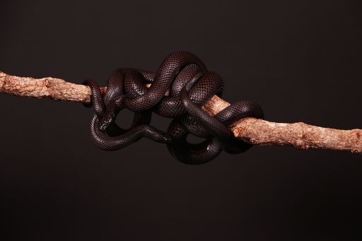 A closeup of two black snakes entwined on a limb isolated on a black background