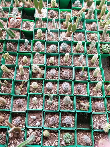 A vertical high angle shot of beautiful green cactuses in green pots