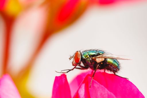 A macro of a housefly (Musca domestica) on a pink flower