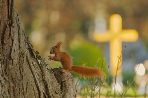 A closeup of a cute red squirrel on a tree