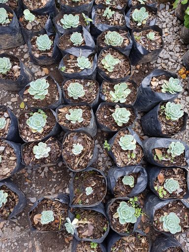 A vertical high angle shot of a lot of green plants in plastic containers