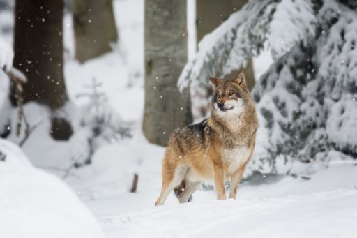 A red wolf in a forest covered in the snow and trees with a blurry background