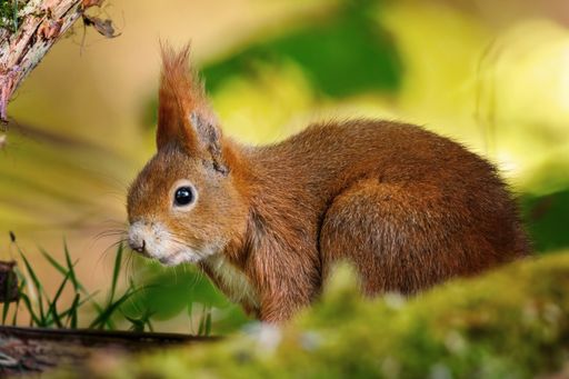 A selective focus of a fox squirrel in a field under the sunlight with a blurry background