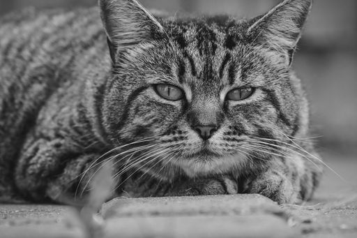 A closeup grayscale shot of a big cute cat looking at the camera