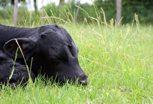 A closeup shot of black calf lying on green grass
