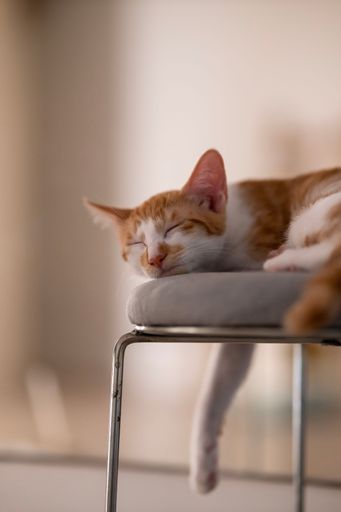 A vertical shot of a ginger cat sleeping on a chair