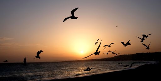 A scenic view of seagulls in flight over the beautiful beach during a breathtaking sunset