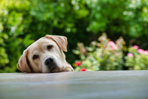 An adorable Labrador resting its head on the table in the garden