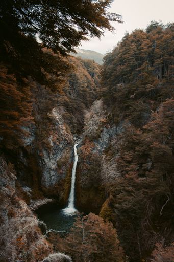 A vertical shot of a small stream in a beautiful forest
