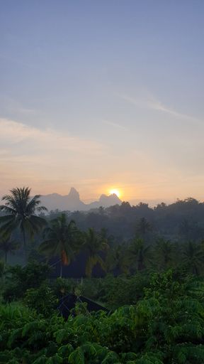 A vertical shot of a beautiful evergreen jungle during a scenic sunrise