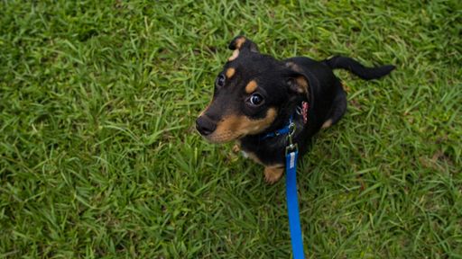 An overhead shot sitting on green grass and looking up - perfect for background