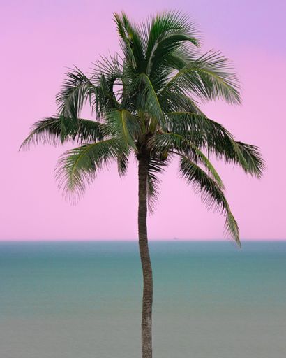 a vertical shot of a single coconut tree at sunset, Cocos nucifera