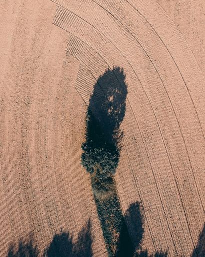 A vertical drone shot of a tree with a shadow in the field