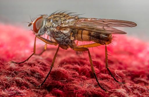 A macro shot of a fly on a red surface