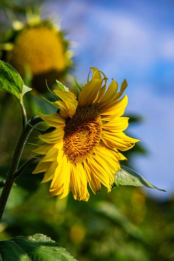 The close-up vertical view of the sunflower head in the field under the sunlight