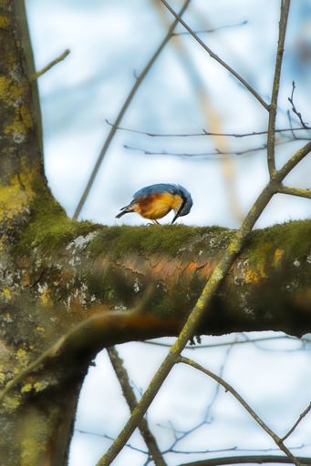 A vertical closeup of a Eurasian nuthatch bird, Sitta europaea on a tree