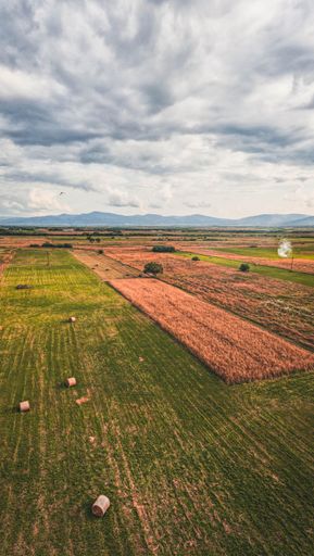 A vertical shot of an agricultural field on a cloudy day