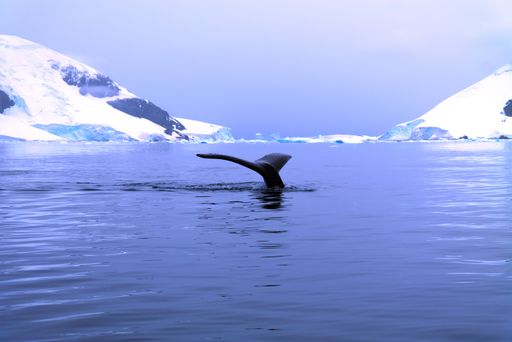 A beautiful shot of a diving humpback whale  in a cold water