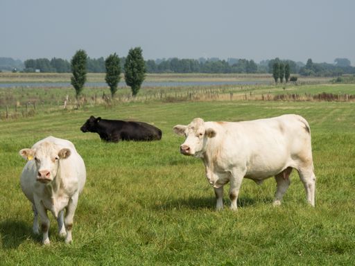 Three cows resting in green grass field with a river in the background