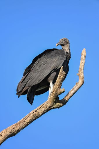 A vertical closeup shot of a black vulture perched on a tree branch against a blue sky