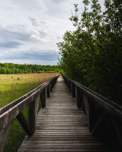 A vertical shot of wooden path in a green field surrounded by greenery