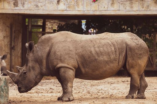 A rhinoceros standing in zoo