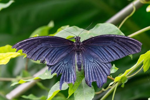 A closeup shot of the great Mormon (Papilio memnon) butterfly sitting on a green plant