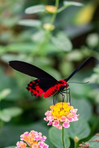 A vertical shot of an adorable red-bodied batwing swallowtail butterfly sitting on a plant