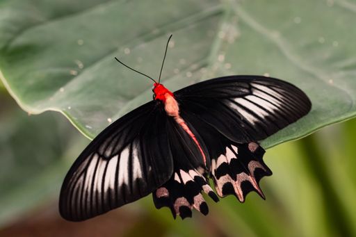 A closeup shot of an adorable red-bodied batwing swallowtail butterfly sitting on a plant