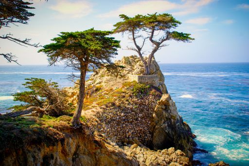 A beautiful shot of the Lone Cypress (Pebble Beach) by the Carmel Bay in California