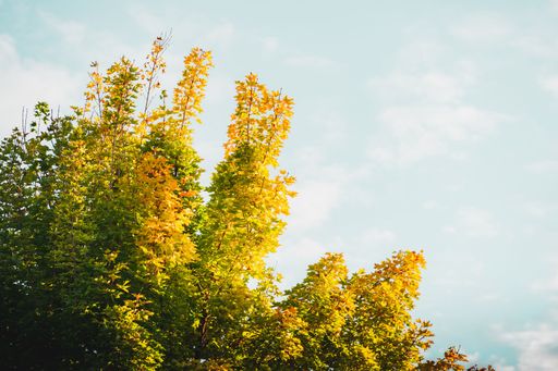 A beautiful shot of yellowish leaved trees in autumn at sunset