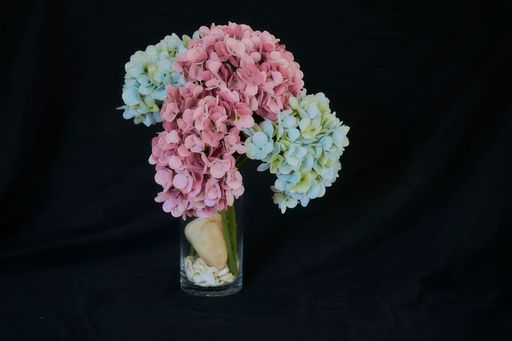 A closeup of a Hydrangea macrophylla (Bigleaf Hydrangea) bouquet in a vase on a black background