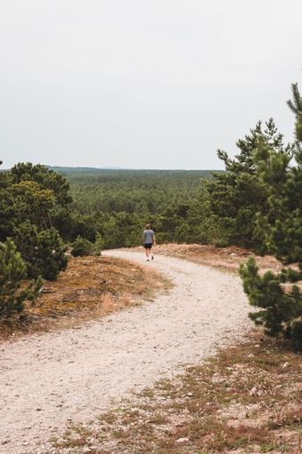 A vertical view of a man walking on a dirt trail amid a pine forest at Vecekrug Dune, Nida, Lithuania