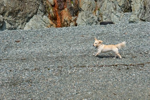 An Alopekis breed dog running outdoors