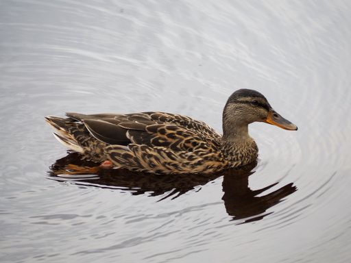 A closeup shot of a cute duck swimming in the lake