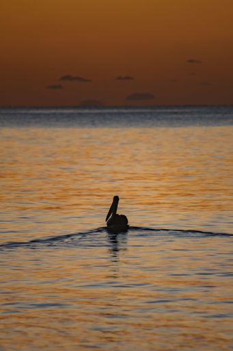 A vertical shot of the silhouette of the heron in the lake on a sunset
