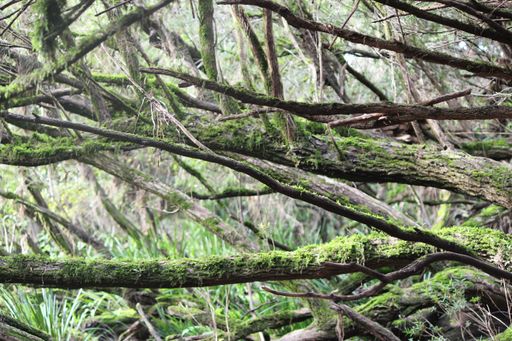 Mossy Logs Intertwined with tree