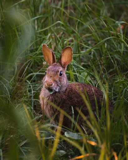 A vertical shot of a rabbit sitting on the grass