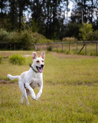 A vertical shot of a whit Swiss Shephard running on the green grass