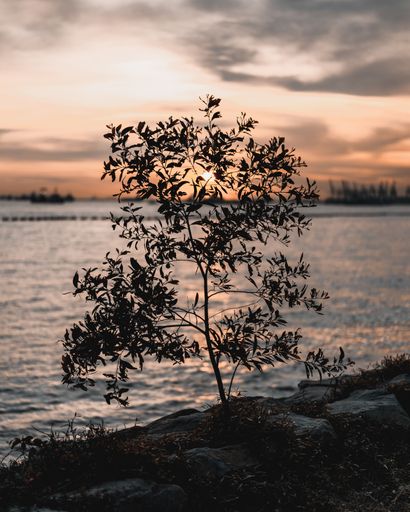 A vertical shot of a tree silhouette with waterscape in the background