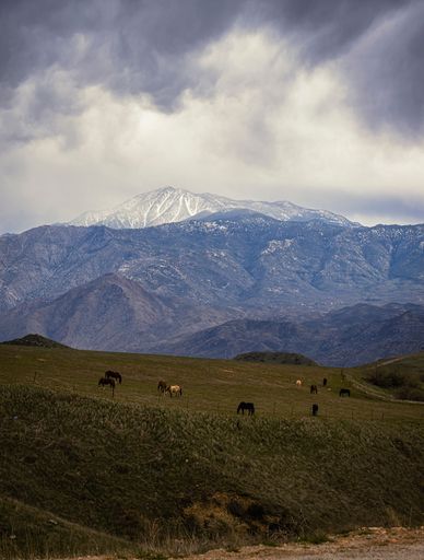 A vertical shot of snowy mountains and grazing cows in the meadow