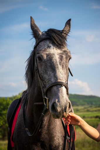A vertical shot of a person petting a gray horse in a field under the sunlight and a blue sky