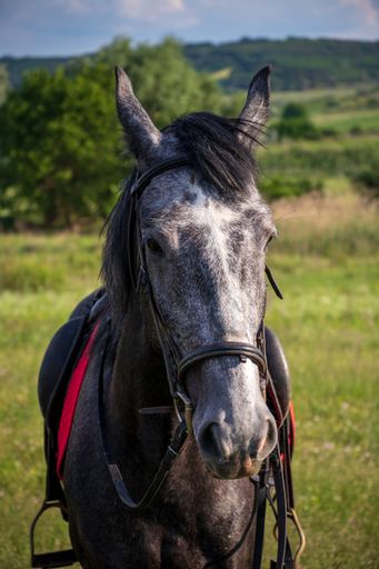 A vertical shot of a gray horse in a field covered in greenery under the sunlight