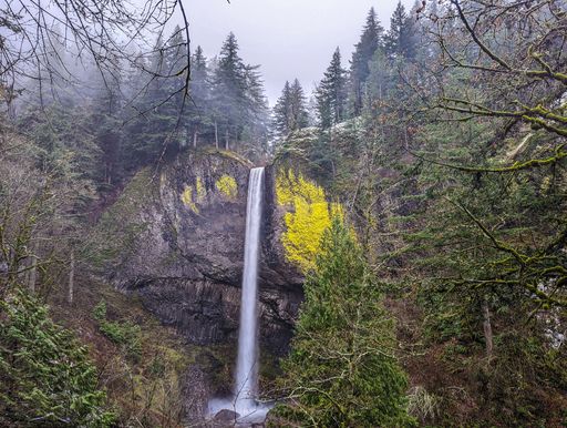 A beautiful view of Latourell Falls surrounded with pine trees in Guy Webster Talbot State Park, US