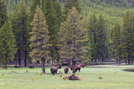 A closeup shot of cows grazing in the beautiful forest