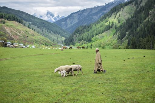 A shepherd with sheep family in a green meadow with mountains range in the background