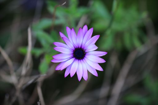 A selective focus shot of purple African daisy in the garden