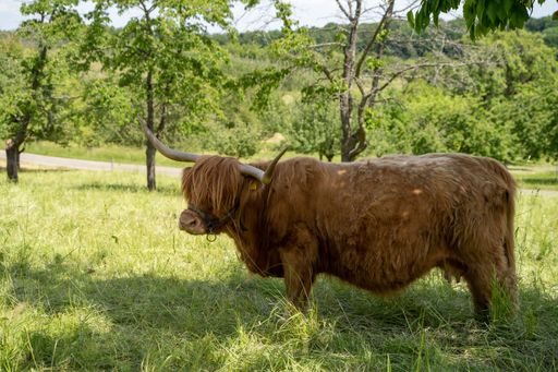 A closeup shot of a Scottish Highland cattle standing on a grass field, in the shadow, surrounded by trees