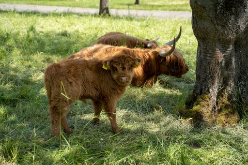 A closeup shot of three Scottish Highland cattle calves, standing on a grass field, in the shadow of a tree